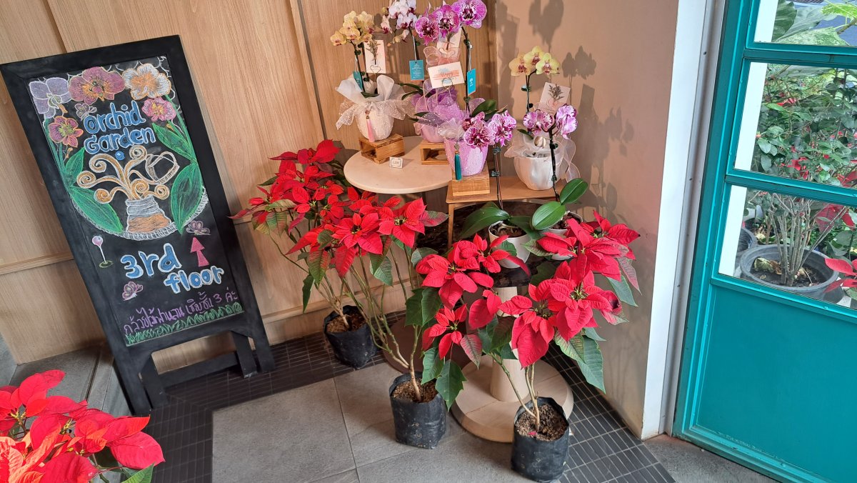 玄関横に置かれているお花たち
