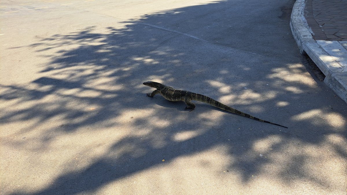 路を歩く大トカゲ