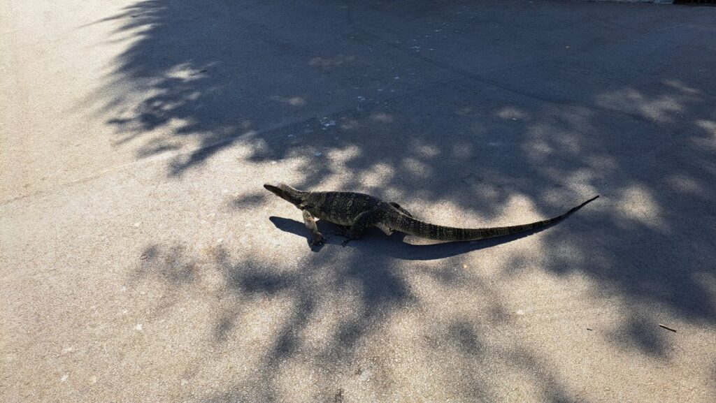 ルンビニー公園の大トカゲ、園内では人よりも大トカゲの通行が優先される。