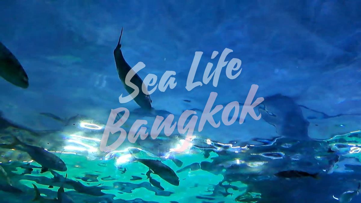 穏やかな水中 scene